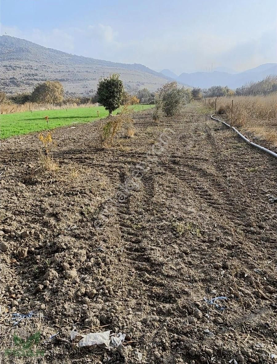 Menemen Süleymanlı Satılık Tarla Menemen Süleymanlı'da Satılık Zeytin Bahçesi