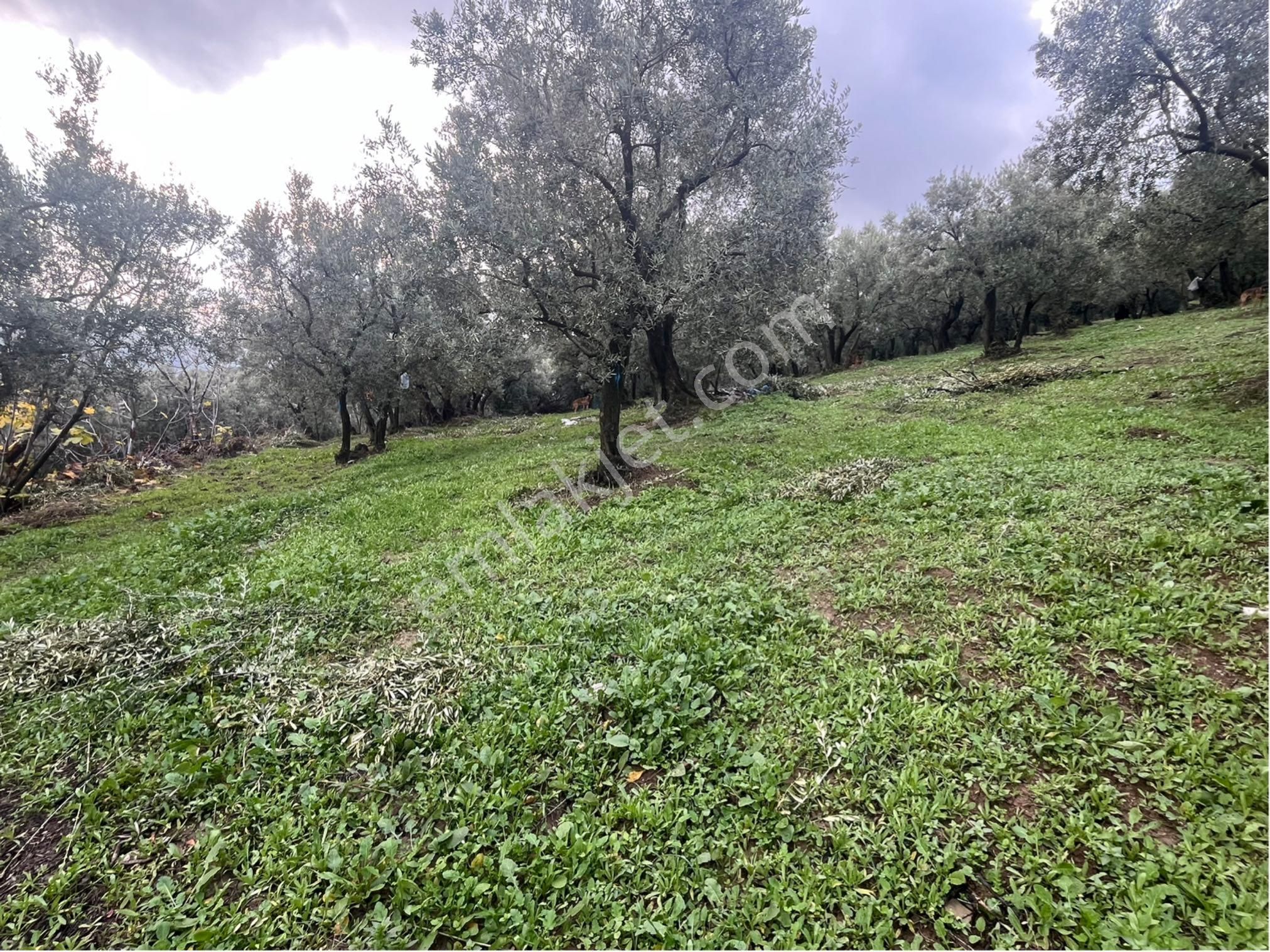 Gemlik Umurbey Satılık Zeytinlik Royal’den Umurbey’de Yola Cephe Tek Tapu Satılık Zeytinlik