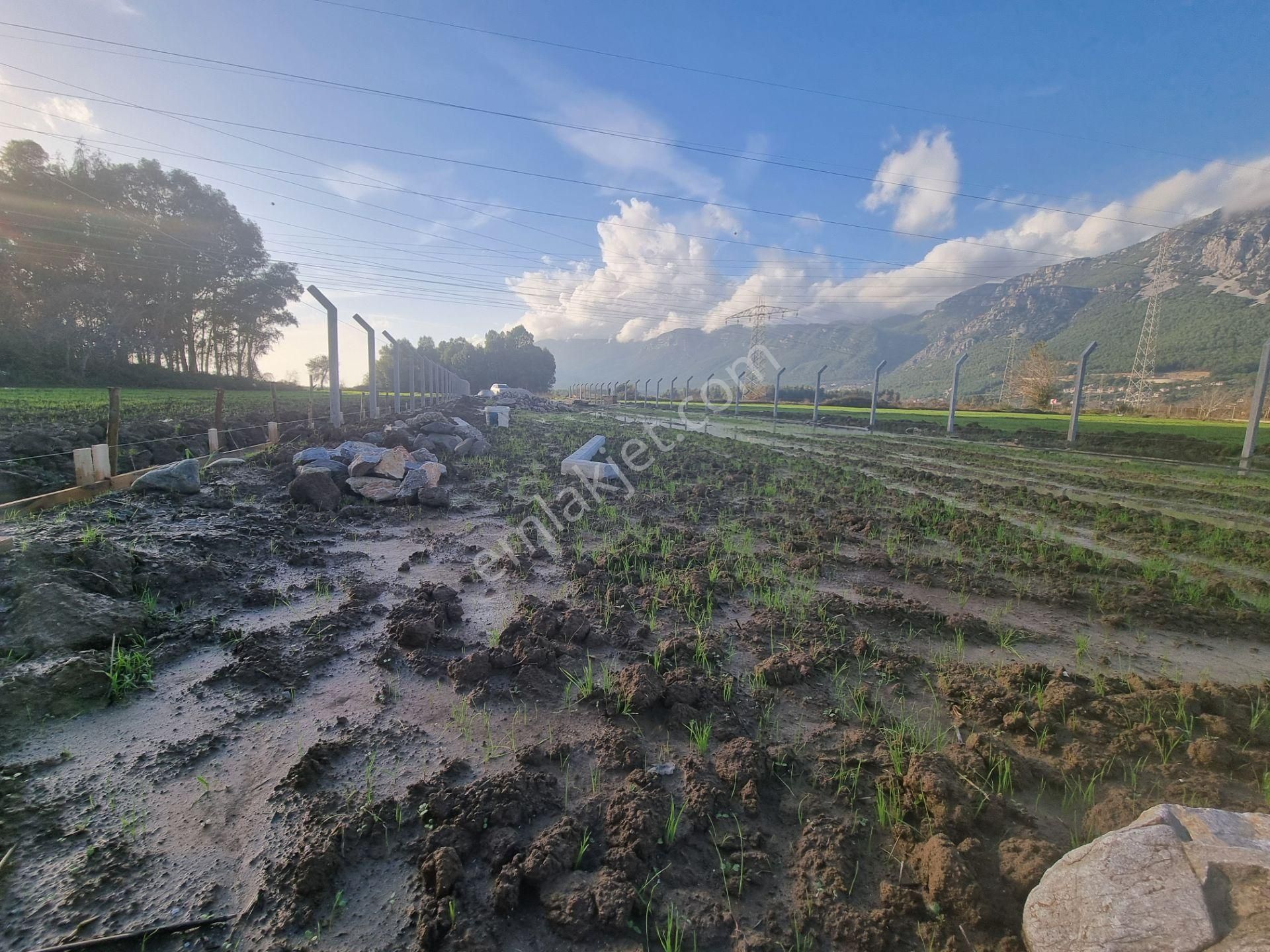 Muğla/ula/gökova Mahallesinde Satılık 1.273 M2 Tarla - Görsel 12