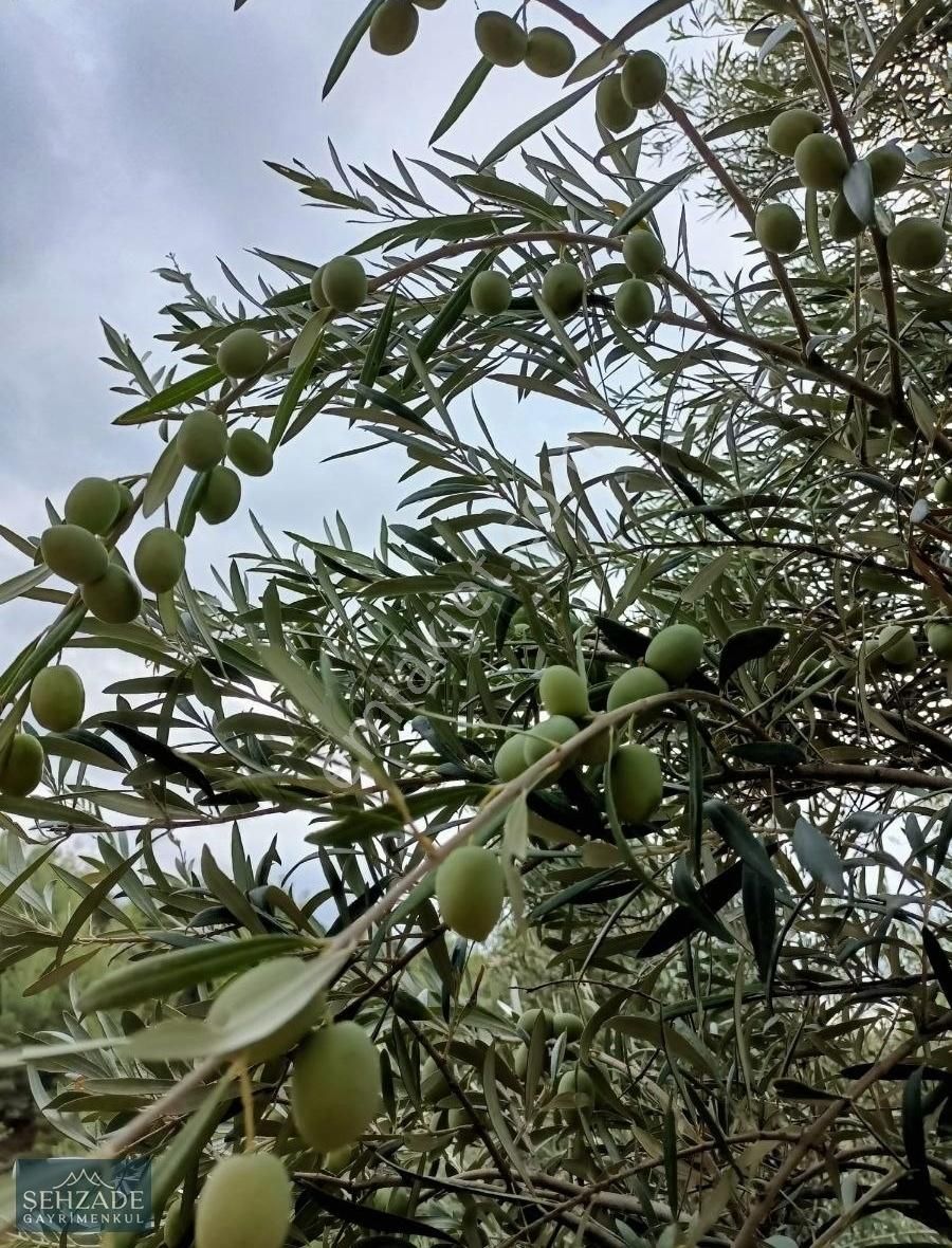 Karacasu Küçükdağlı Satılık Zeytinlik Şehzade Gayrimenkulden Karacasu' Da Satılık Zeytinlik