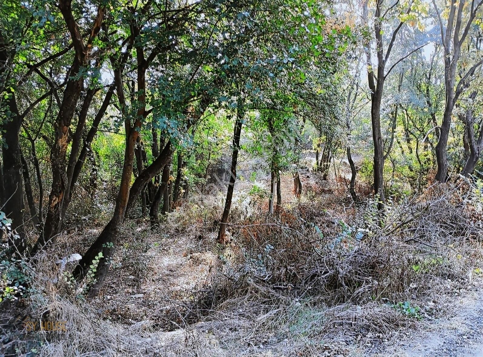 Hayrabolu Hedeyli Satılık Tarla Sy House Yapı & Gayrimenkul'den Hedeylide Arazi