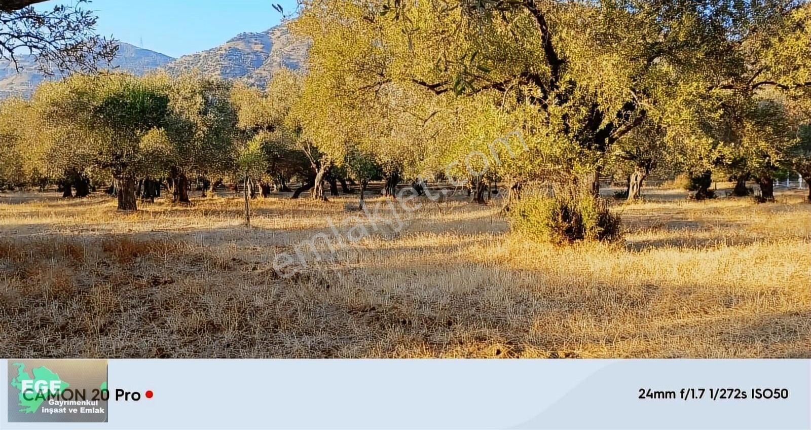 Germencik Ömerbeyli Satılık Bağ & Bahçe Son Bir Haftalığına Ömerbeyli Köyünde Satılık Zeytin Bahçesi