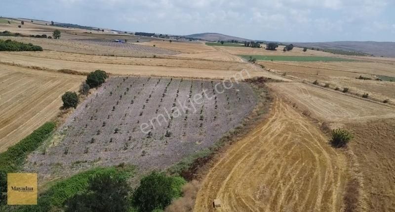 Gönen Ayvalıdere Satılık Tarla Mayadan Gayrimenkul Gönen Ayvalıdere'de 11000 M2 Satılık Tarla