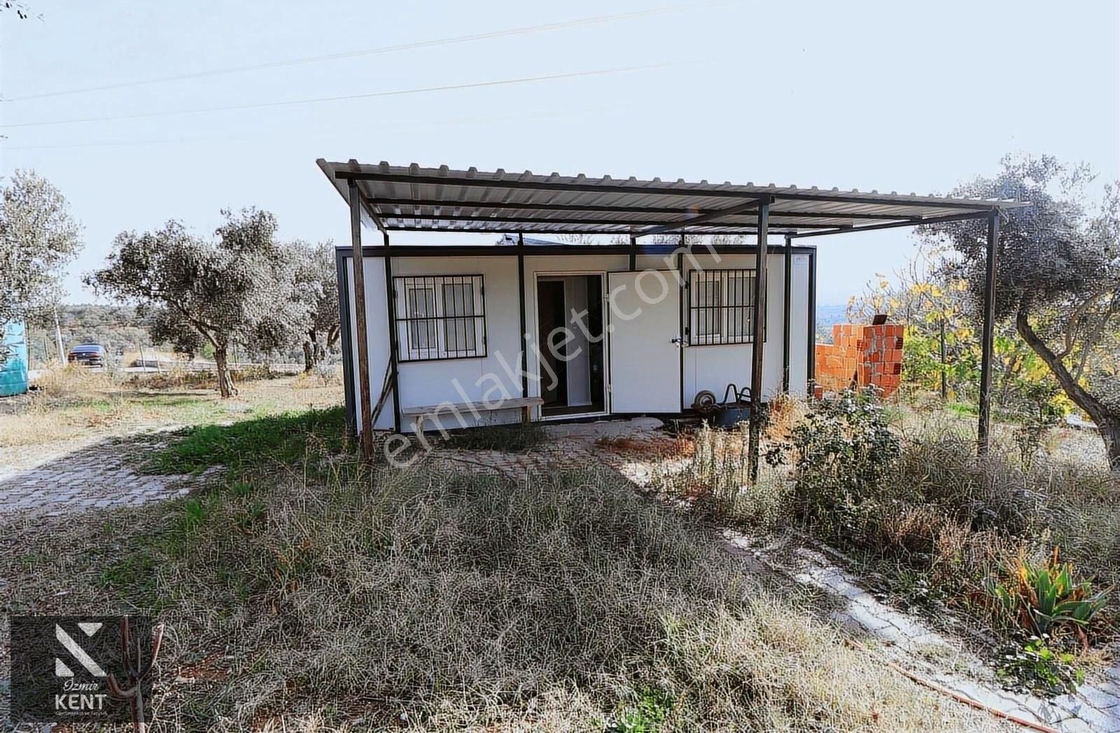 Kemalpaşa Çambel Satılık 5133 M2 Zeytinlik