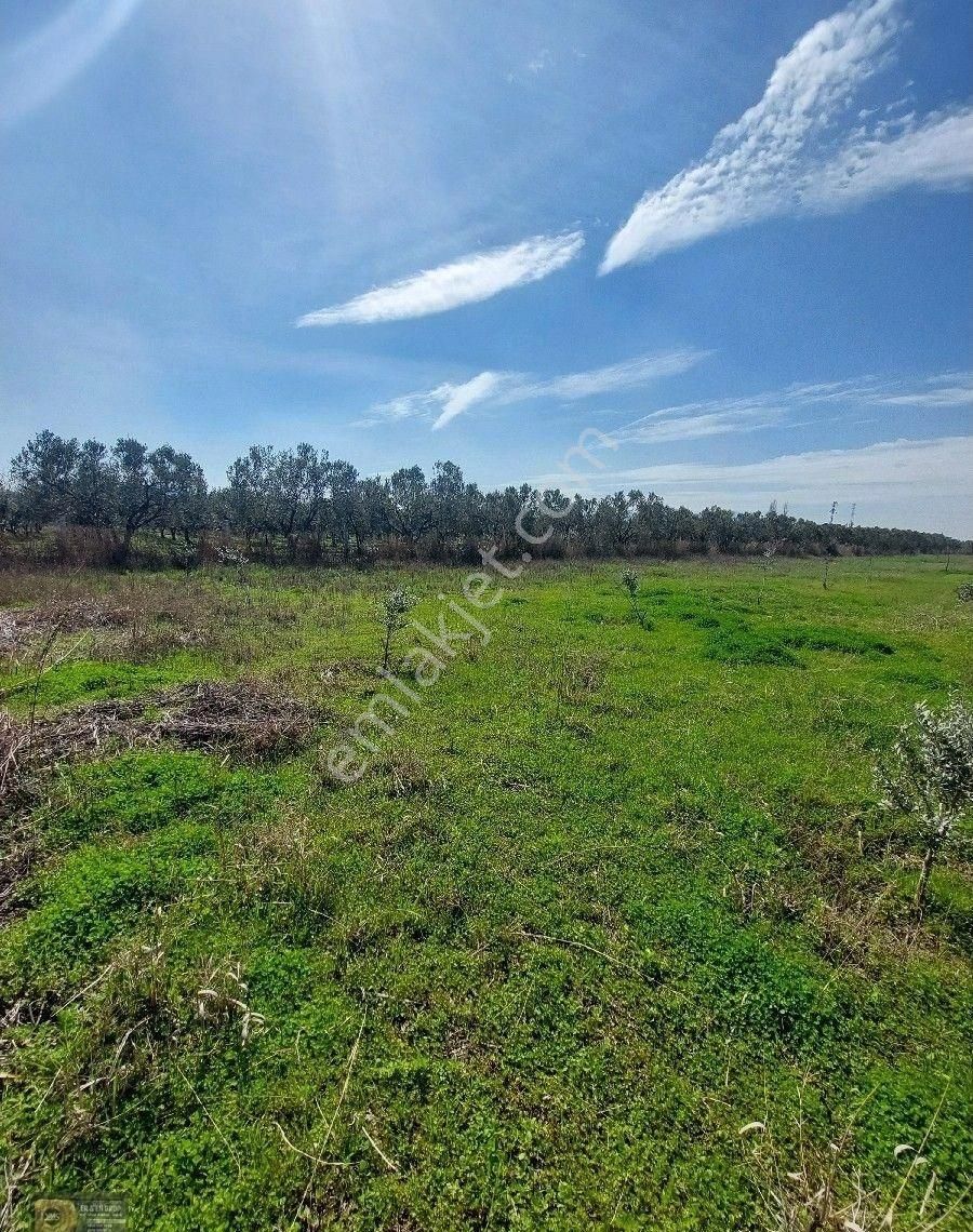 Dikili İsmetpaşa Da İçinde 36 Metre Ağaç Evli 9.635 Metrelik Satılık Tarla - Görsel 10