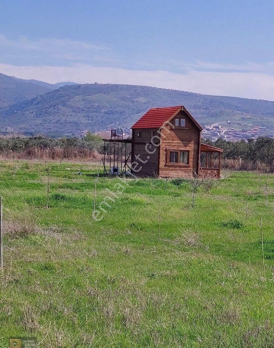 Dikili İsmetpaşa Satılık Tarla Dikili İsmetpaşa Da İçinde 36 Metre Ağaç Evli 9.635 Metrelik Satılık Tarla