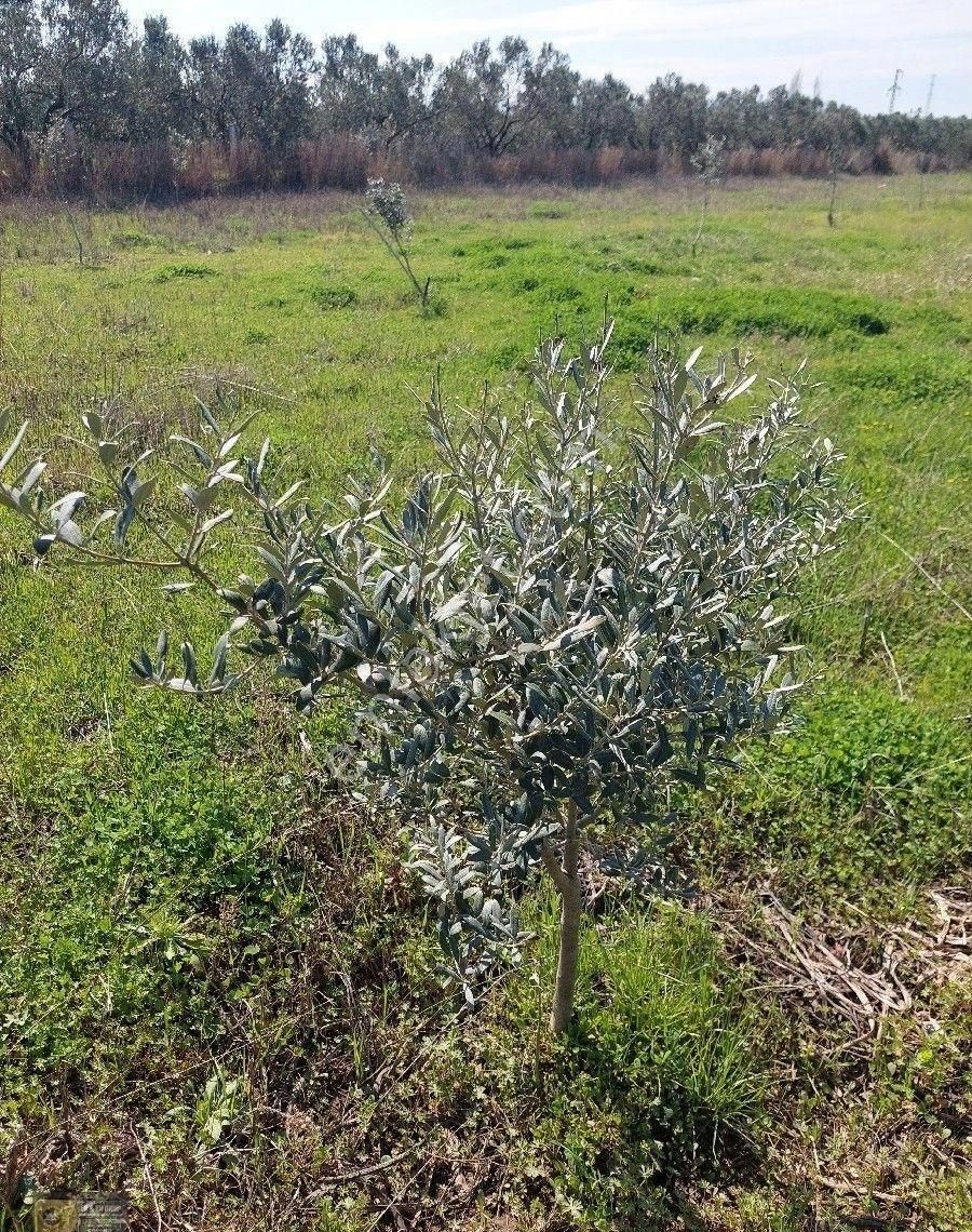 Dikili İsmetpaşa Da İçinde 36 Metre Ağaç Evli 9.635 Metrelik Satılık Tarla - Görsel 9