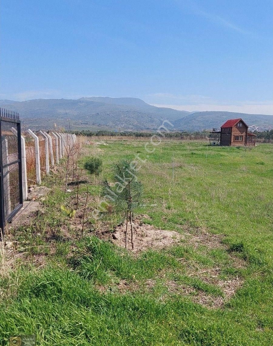 Dikili İsmetpaşa Da İçinde 36 Metre Ağaç Evli 9.635 Metrelik Satılık Tarla - Görsel 6