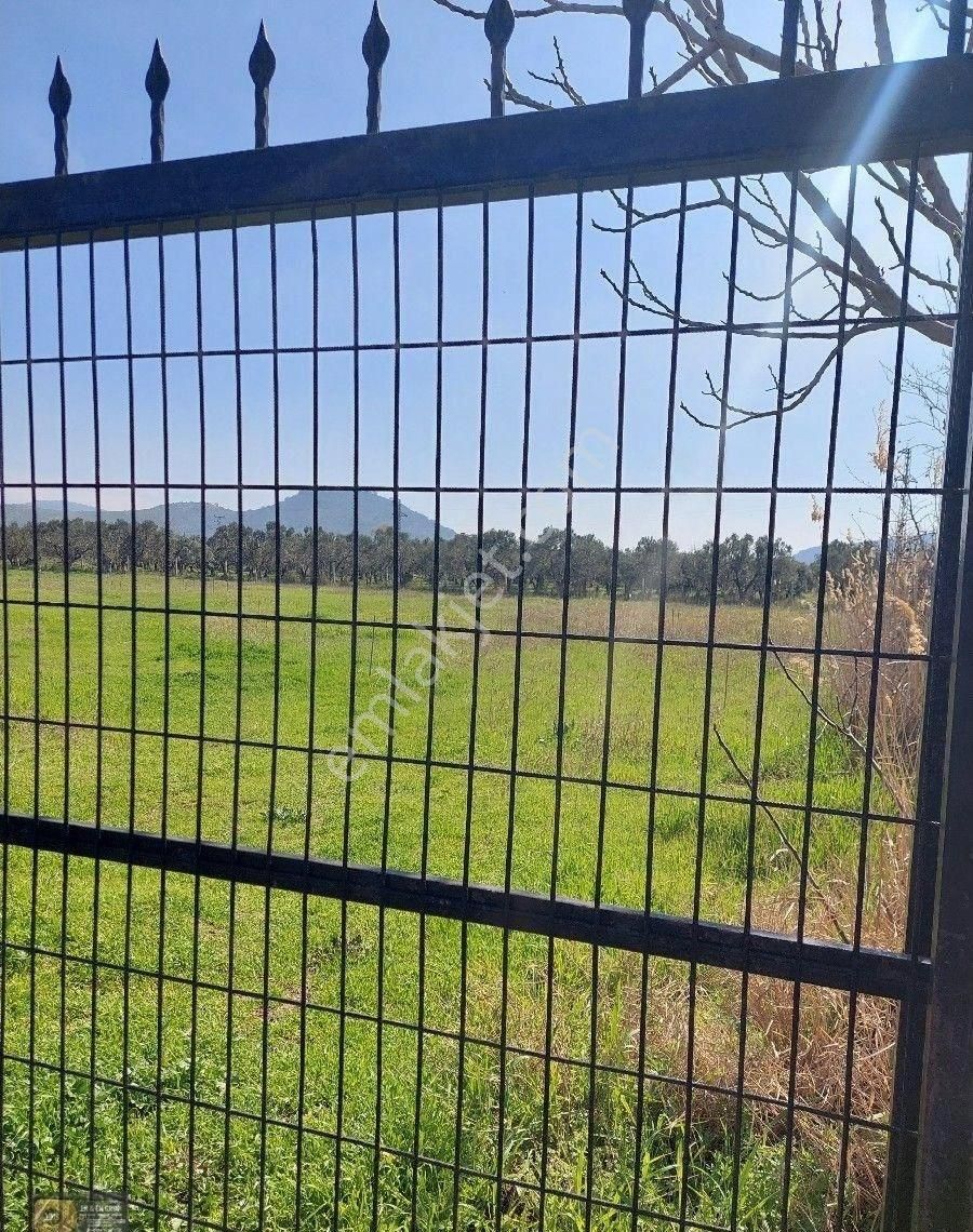 Dikili İsmetpaşa Da İçinde 36 Metre Ağaç Evli 9.635 Metrelik Satılık Tarla - Görsel 14