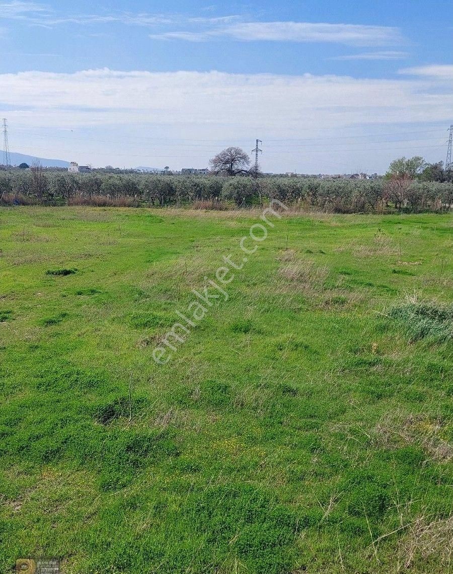 Dikili İsmetpaşa Da İçinde 36 Metre Ağaç Evli 9.635 Metrelik Satılık Tarla - Görsel 16