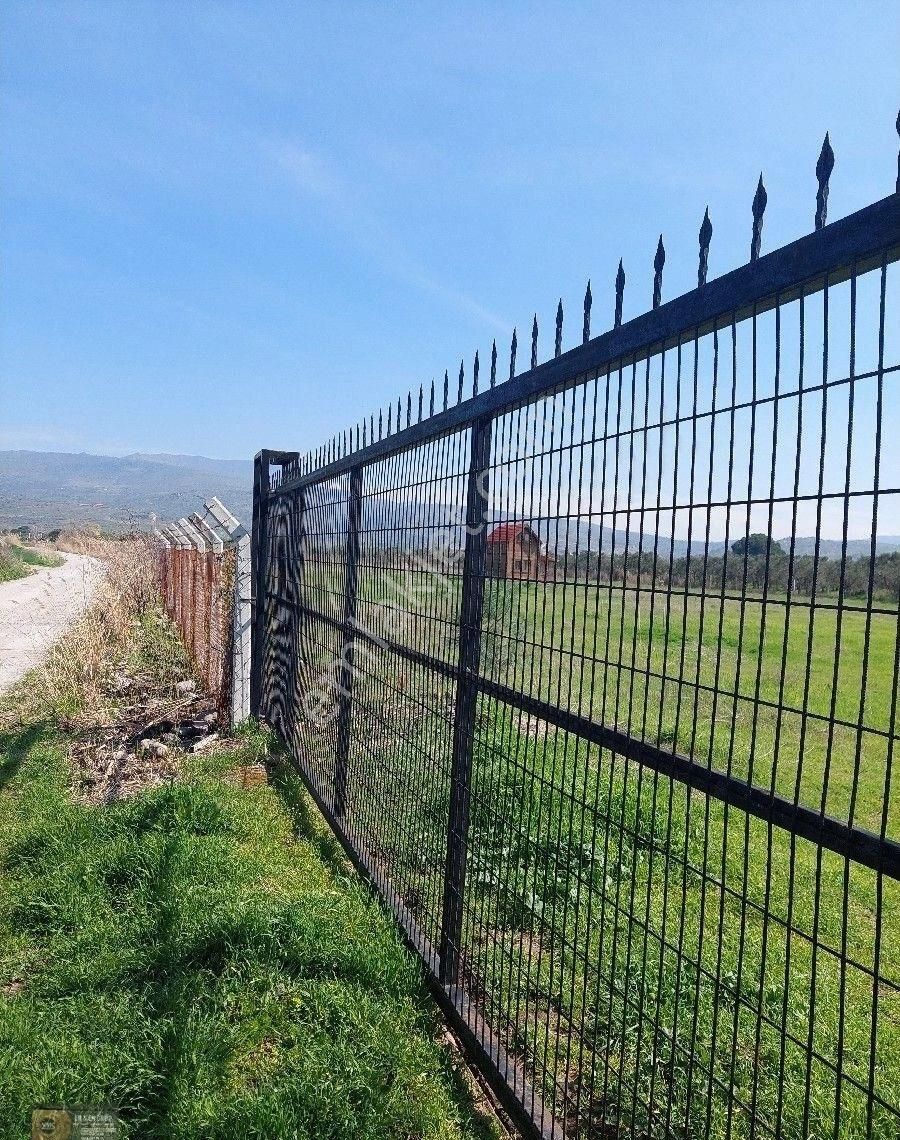 Dikili İsmetpaşa Da İçinde 36 Metre Ağaç Evli 9.635 Metrelik Satılık Tarla - Görsel 11