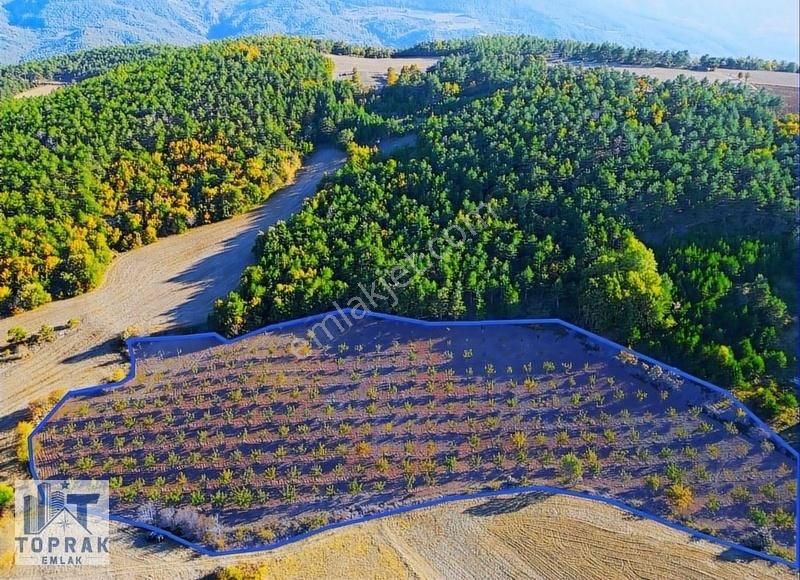 Gölpazarı Kavak Köyü (Şıhlar) Satılık Bağ & Bahçe Toprak Emlak'tan Gölpazarı'nda 14 Dönüm Bakımlı Cevizlik