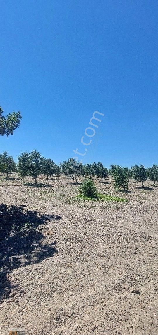 Dikili Candarli Da Deniz Gören Kadastral Yolu Elektriği İçinde 1+1 Evi Olan 14.5 Dönüm Zeytinlitarla - Görsel 7