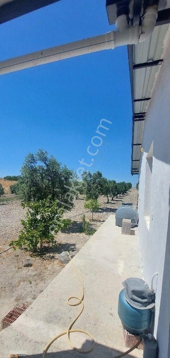 Dikili Candarli Da Deniz Gören Kadastral Yolu Elektriği İçinde 1+1 Evi Olan 14.5 Dönüm Zeytinlitarla - Görsel 28