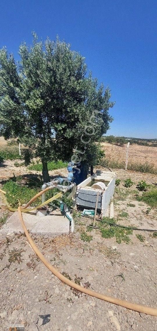 Dikili Candarli Da Deniz Gören Kadastral Yolu Elektriği İçinde 1+1 Evi Olan 14.5 Dönüm Zeytinlitarla - Görsel 31