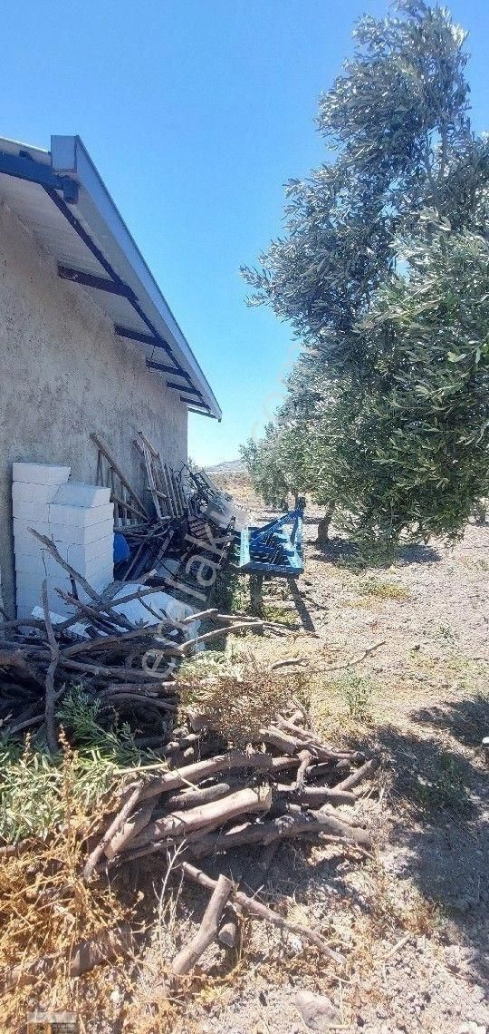Dikili Candarli Da Deniz Gören Kadastral Yolu Elektriği İçinde 1+1 Evi Olan 14.5 Dönüm Zeytinlitarla - Görsel 24
