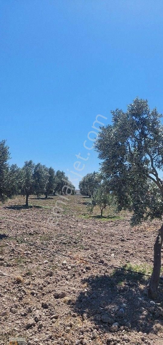 Dikili Candarli Da Deniz Gören Kadastral Yolu Elektriği İçinde 1+1 Evi Olan 14.5 Dönüm Zeytinlitarla - Görsel 12