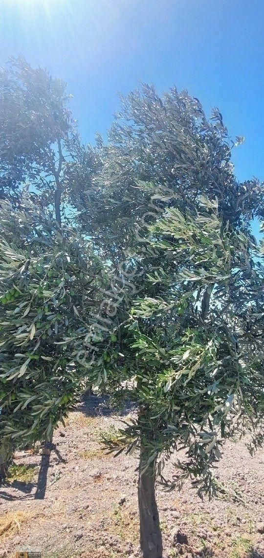 Dikili Candarli Da Deniz Gören Kadastral Yolu Elektriği İçinde 1+1 Evi Olan 14.5 Dönüm Zeytinlitarla - Görsel 4