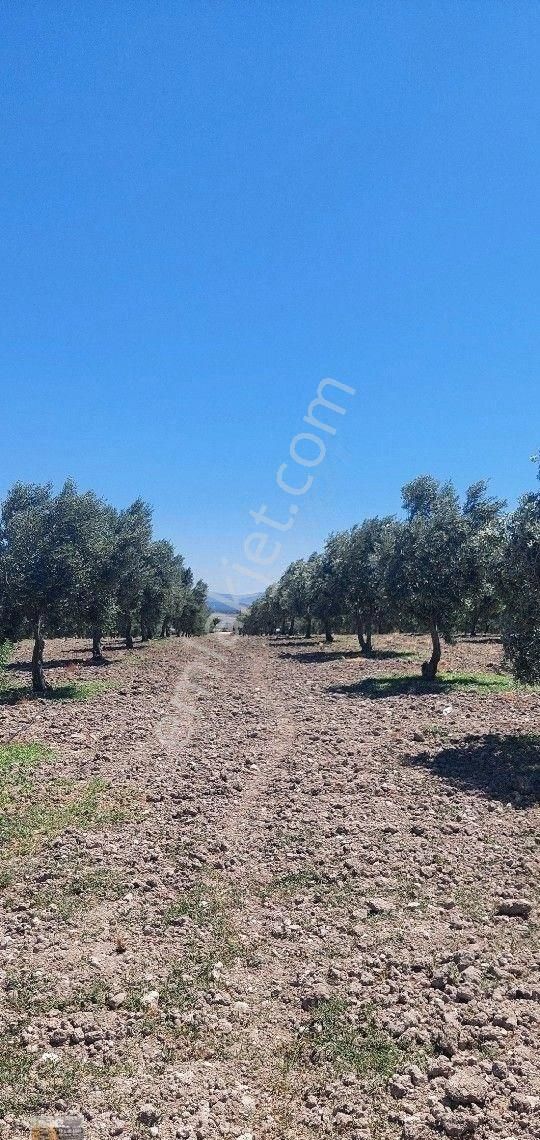 Dikili Candarli Da Deniz Gören Kadastral Yolu Elektriği İçinde 1+1 Evi Olan 14.5 Dönüm Zeytinlitarla - Görsel 17