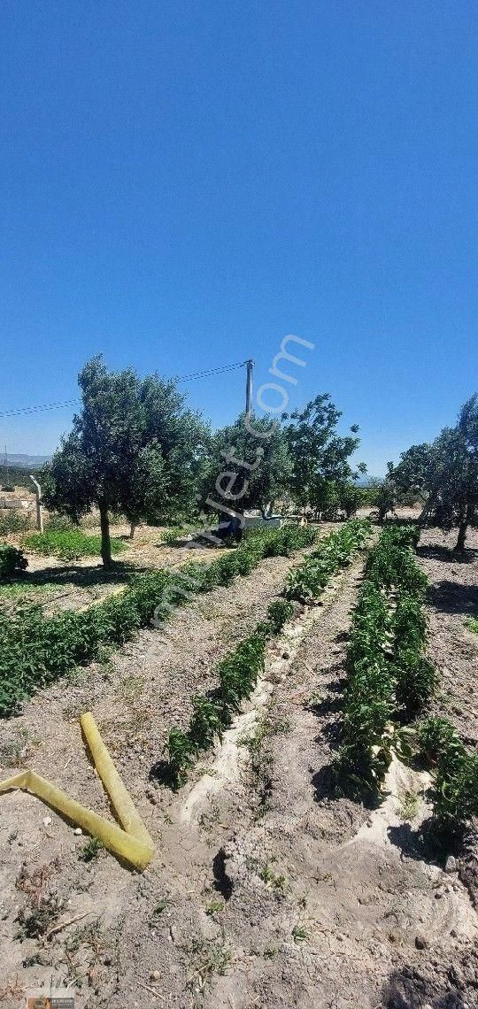 Dikili Candarli Da Deniz Gören Kadastral Yolu Elektriği İçinde 1+1 Evi Olan 14.5 Dönüm Zeytinlitarla - Görsel 3