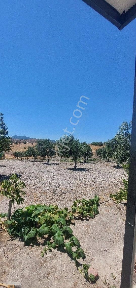 Dikili Candarli Da Deniz Gören Kadastral Yolu Elektriği İçinde 1+1 Evi Olan 14.5 Dönüm Zeytinlitarla - Görsel 32