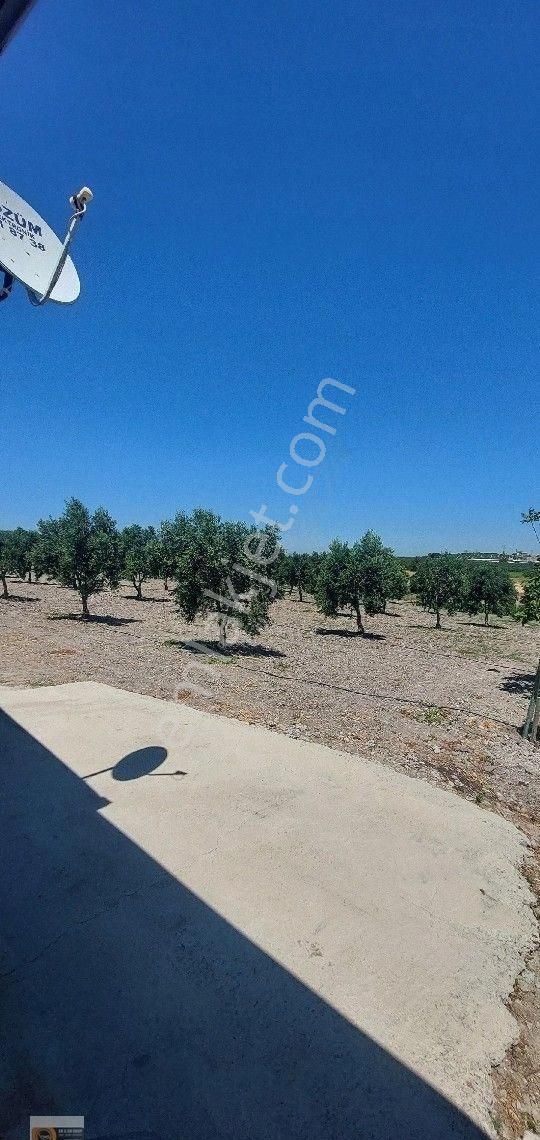 Dikili Candarli Da Deniz Gören Kadastral Yolu Elektriği İçinde 1+1 Evi Olan 14.5 Dönüm Zeytinlitarla - Görsel 30