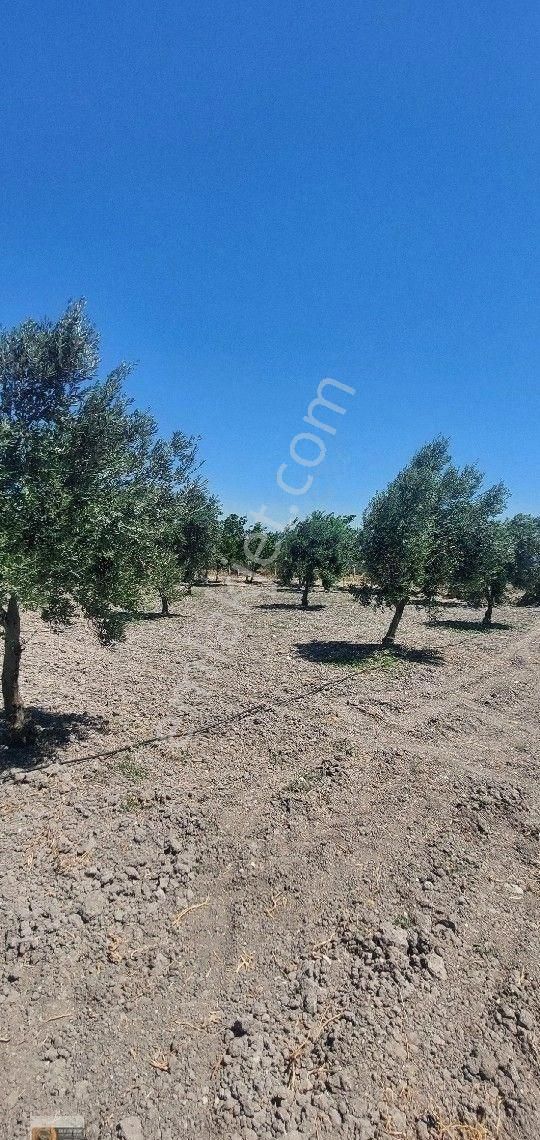 Dikili Candarli Da Deniz Gören Kadastral Yolu Elektriği İçinde 1+1 Evi Olan 14.5 Dönüm Zeytinlitarla - Görsel 16