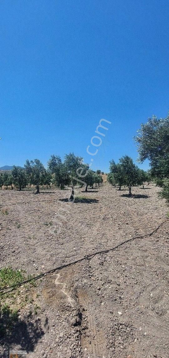 Dikili Candarli Da Deniz Gören Kadastral Yolu Elektriği İçinde 1+1 Evi Olan 14.5 Dönüm Zeytinlitarla - Görsel 23