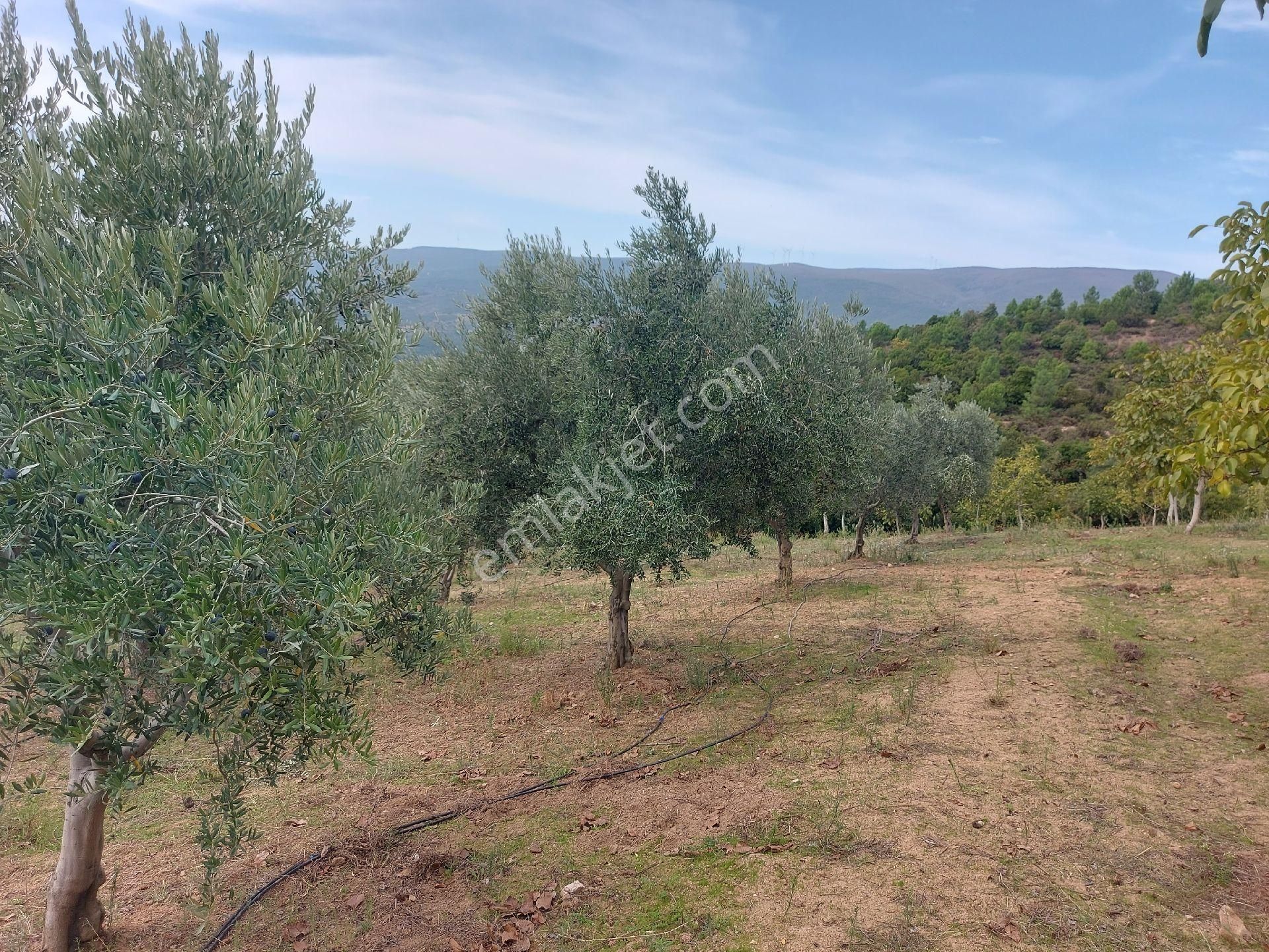 Gemlik Haydariyede Dogave Manzara İçinde Bir Yasam - Görsel 7
