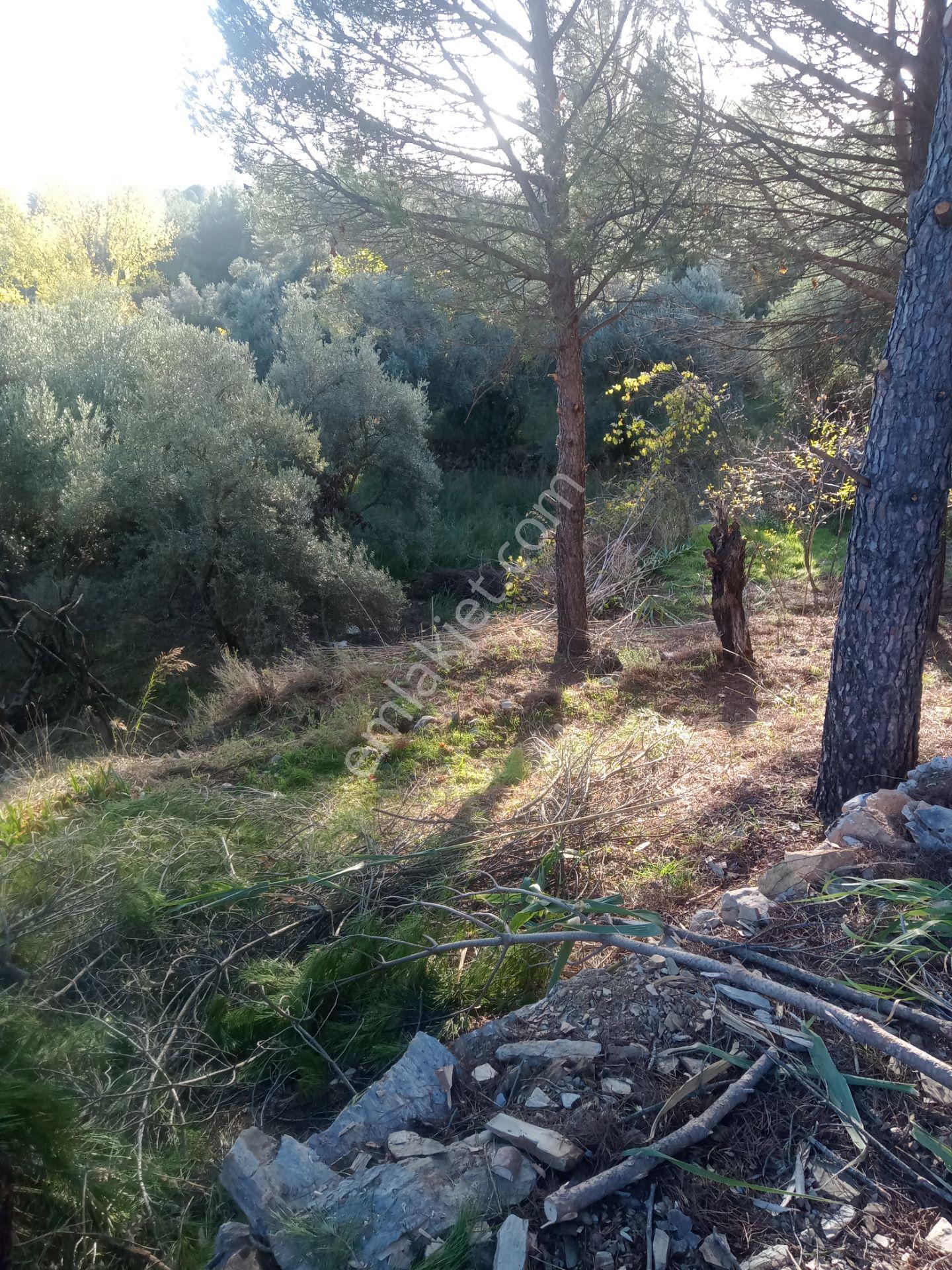 Muğla Menteşe Yerkesik Mahallesinde Satılık Bahçe - Görsel 5