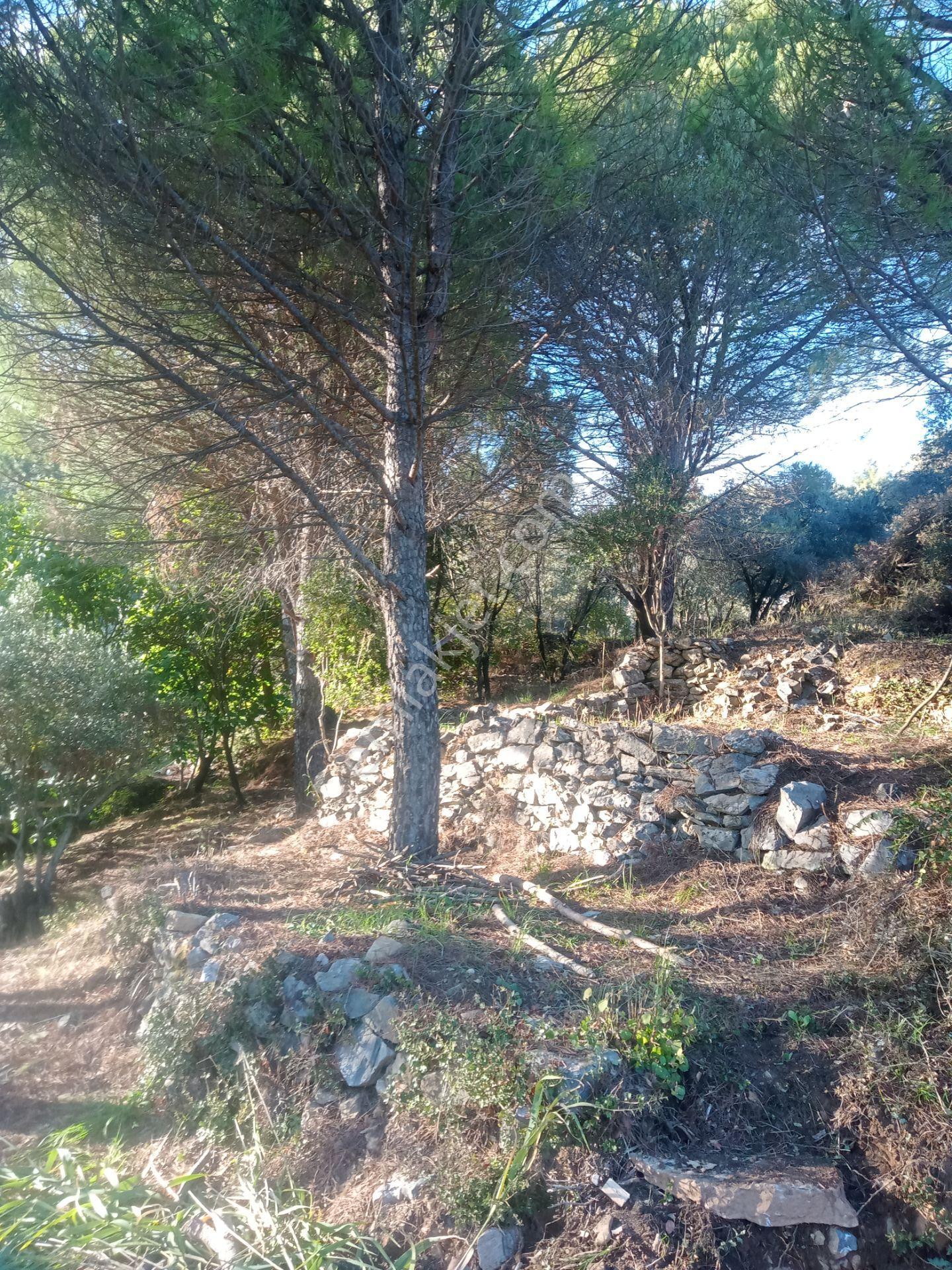 Muğla Menteşe Yerkesik Mahallesinde Satılık Bahçe - Görsel 7