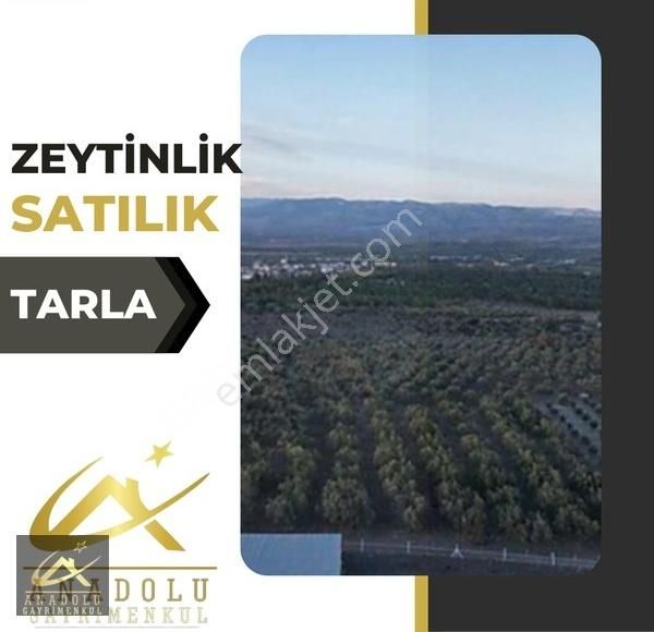 Soma Hacıyusuf Satılık Tarla Anadolu'dan Soma Cenkyeri Mahallesinde 3.600m2 Satılık Zeytinlik