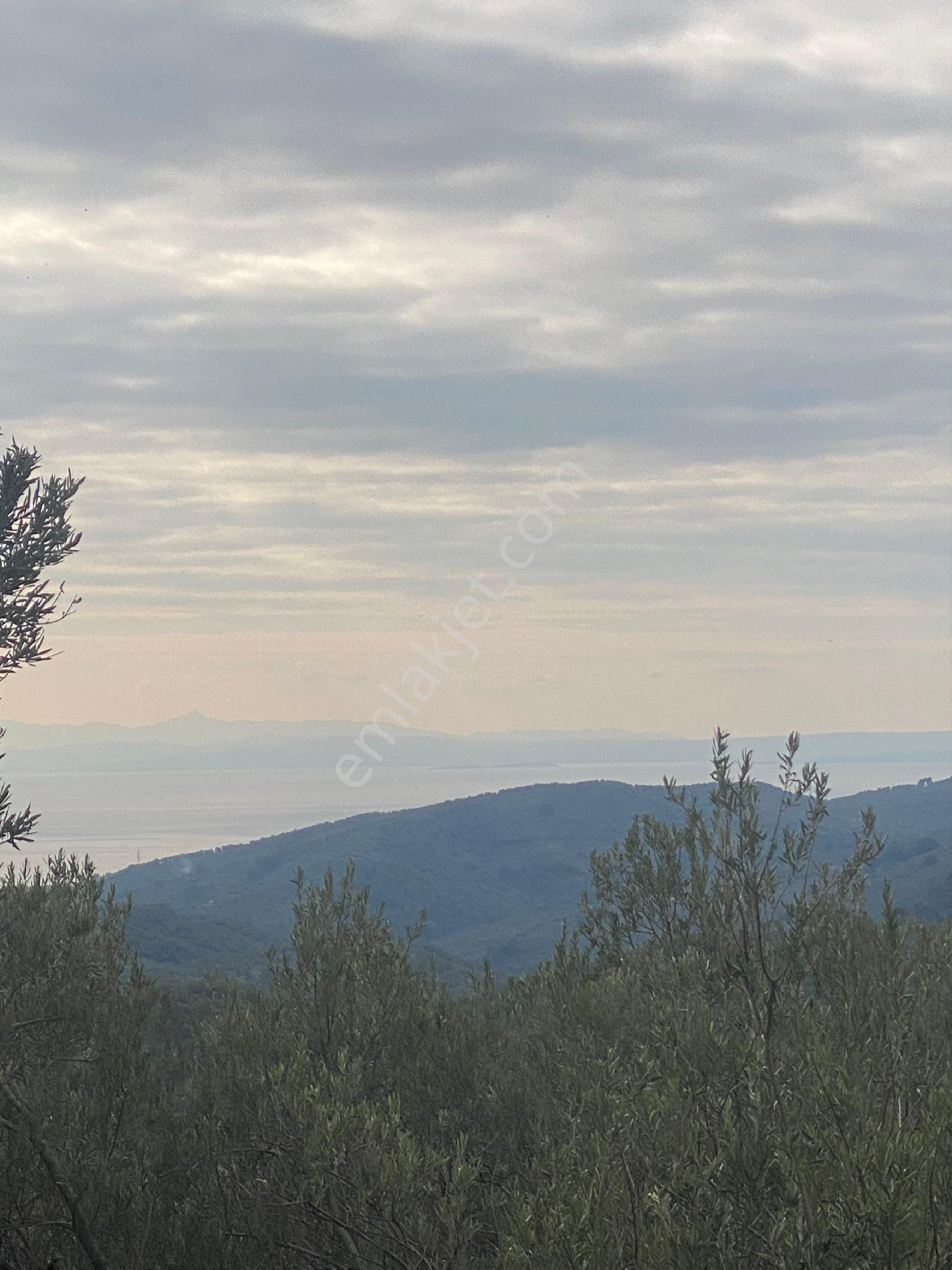 Ayvacık Bahçedere Köyü Satılık Zeytinlik Kücükkuyu Bahcedere Köy İci Zeytinlık