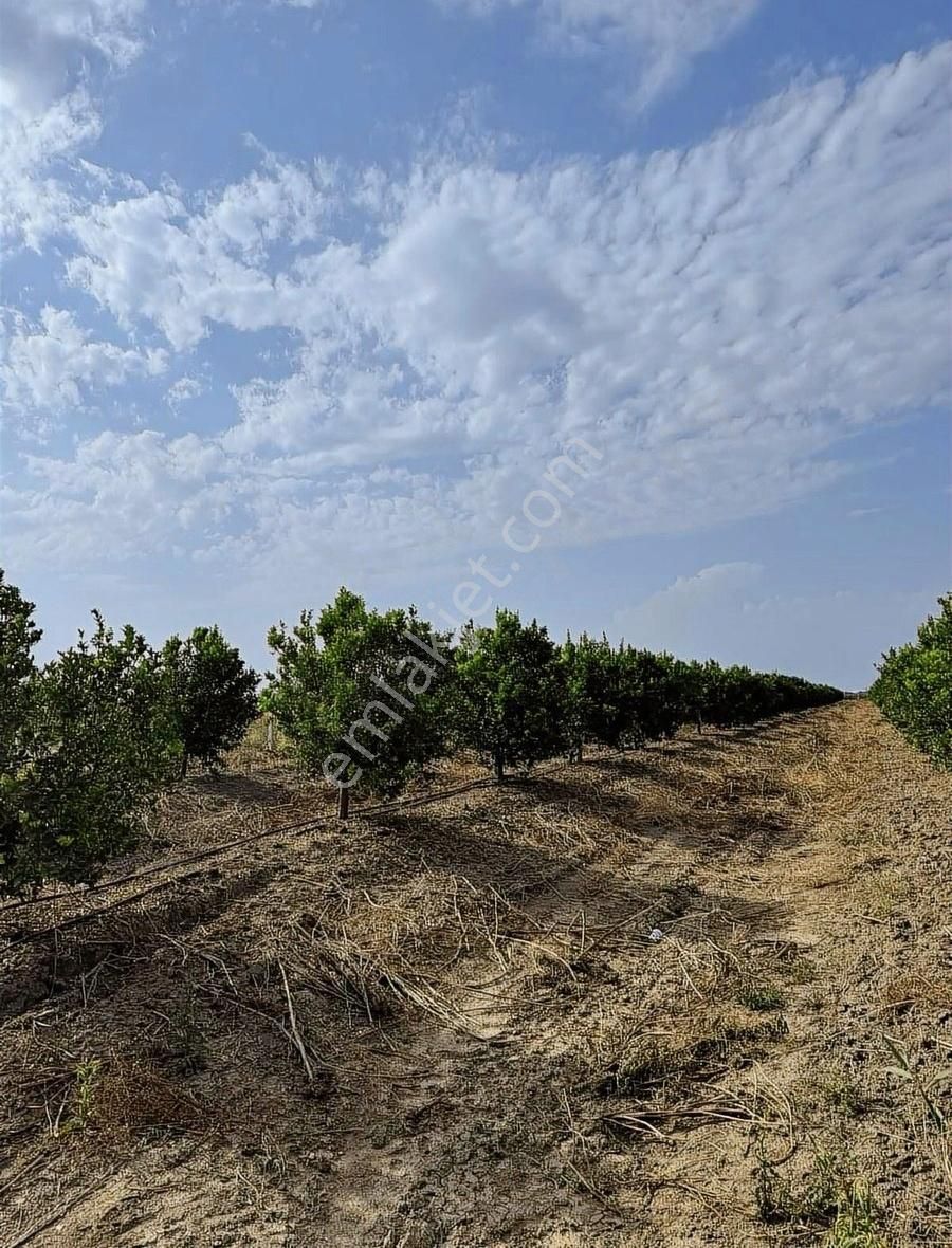 Karataş Yeni Satılık Bağ & Bahçe Adana Karataş Kırhasan Bölgesinde 4 Yaşında W Morcot Mandalina