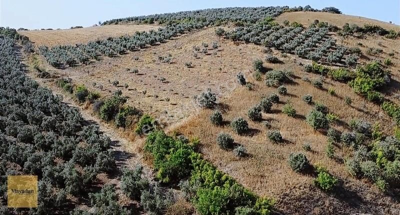 Bandırma Şirinçavuş Satılık Tarla Mayadan Gayrimenkul'den Bandırma Şirinçavuş'ta 3800 M2 Tarla