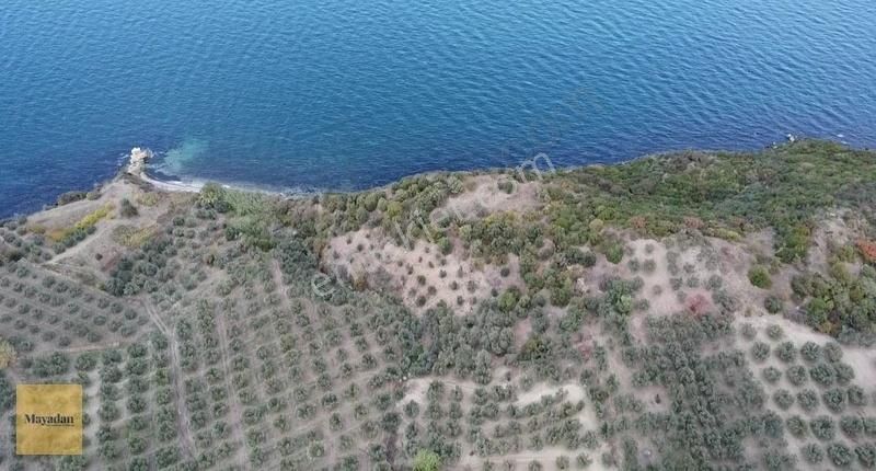 Bandırma Misakça Satılık Tarla Mayadan Gayrimenkul'den Bandırma Musakça'da 2756 M2 Satılık Tarl