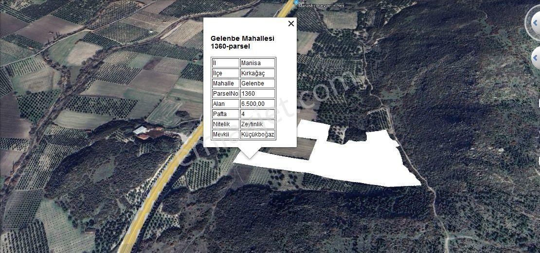 Kırkağaç Gelenbe'de Satılık 2 Parsel Zeytinlik 1 Parsel Tarla - Görsel 2