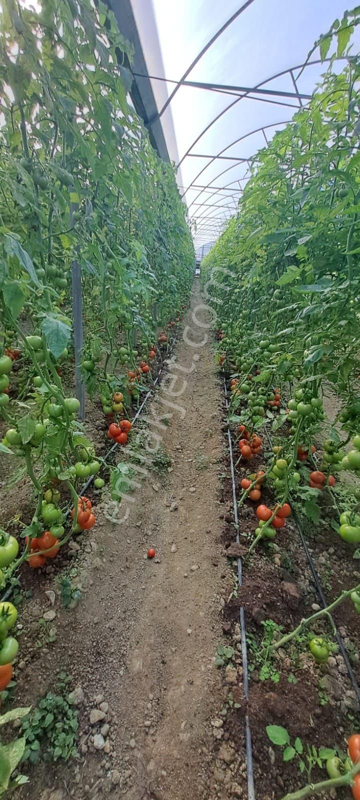 Antalya Manavgat Yavrudoğan Da Usanmaz Emlaktan Satılık Sera - Görsel 34