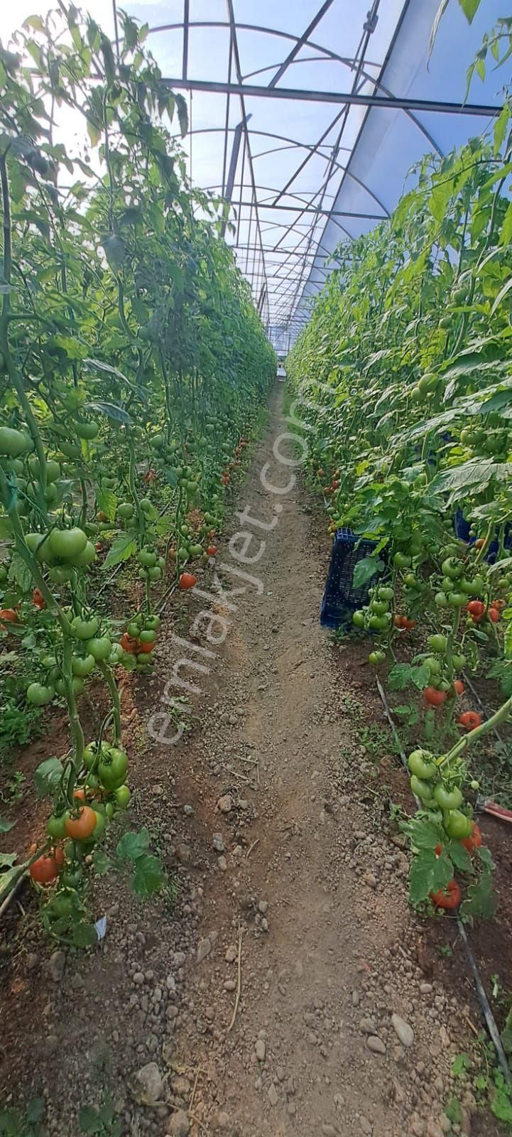 Antalya Manavgat Yavrudoğan Da Usanmaz Emlaktan Satılık Sera - Görsel 22