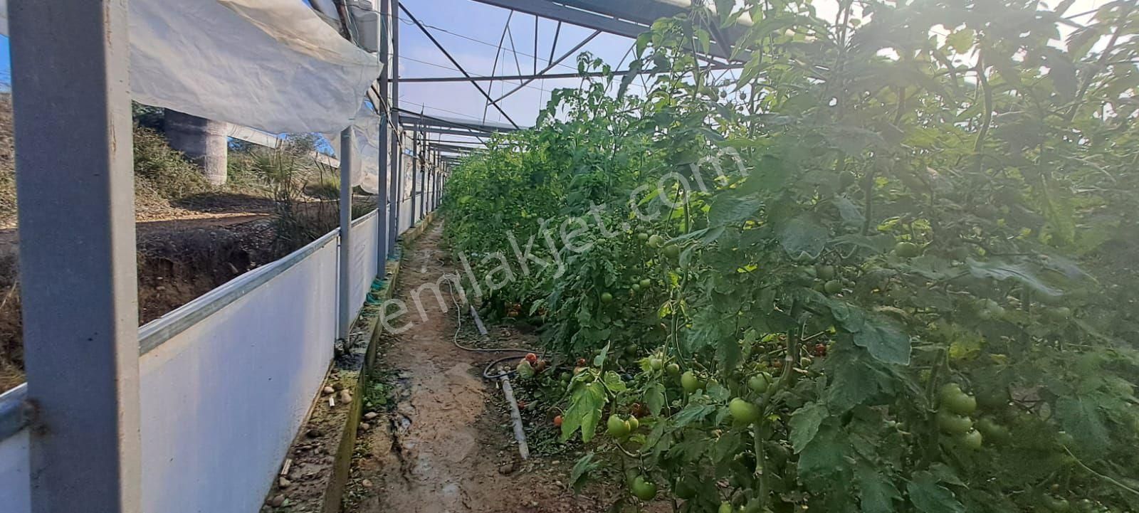 Antalya Manavgat Yavrudoğan Da Usanmaz Emlaktan Satılık Sera - Görsel 35