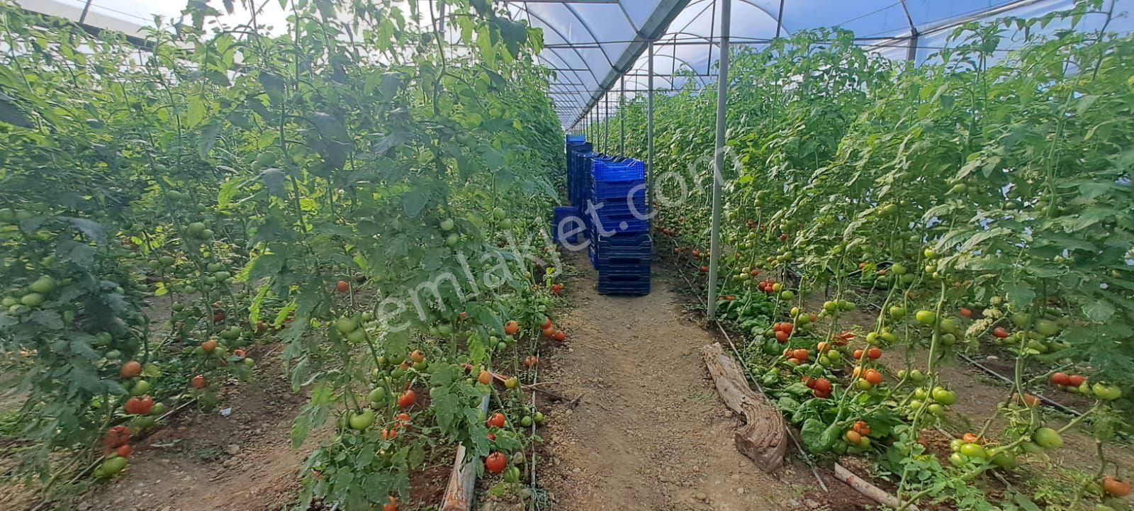 Antalya Manavgat Yavrudoğan Da Usanmaz Emlaktan Satılık Sera - Görsel 17