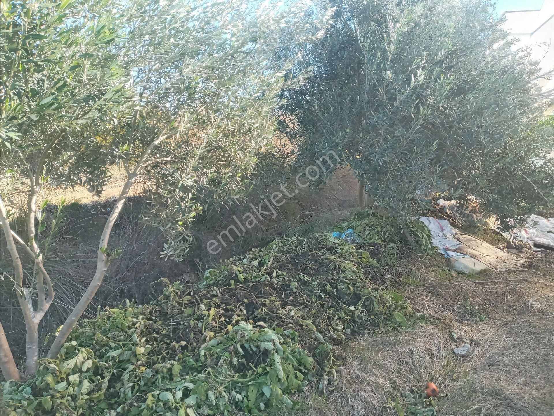 Antalya Manavgat Yavrudoğan Da Usanmaz Emlaktan Satılık Sera - Görsel 13