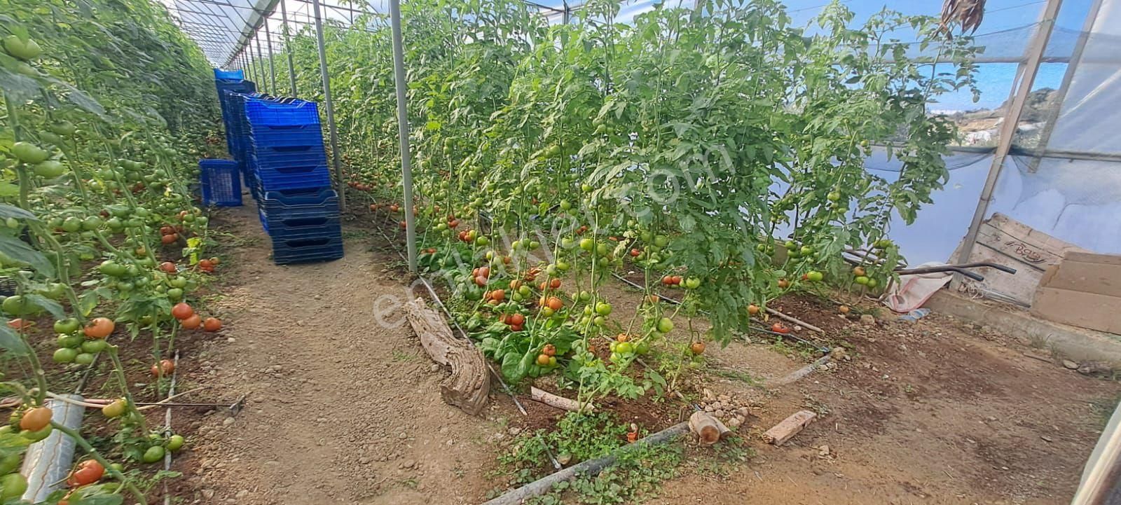 Antalya Manavgat Yavrudoğan Da Usanmaz Emlaktan Satılık Sera - Görsel 32