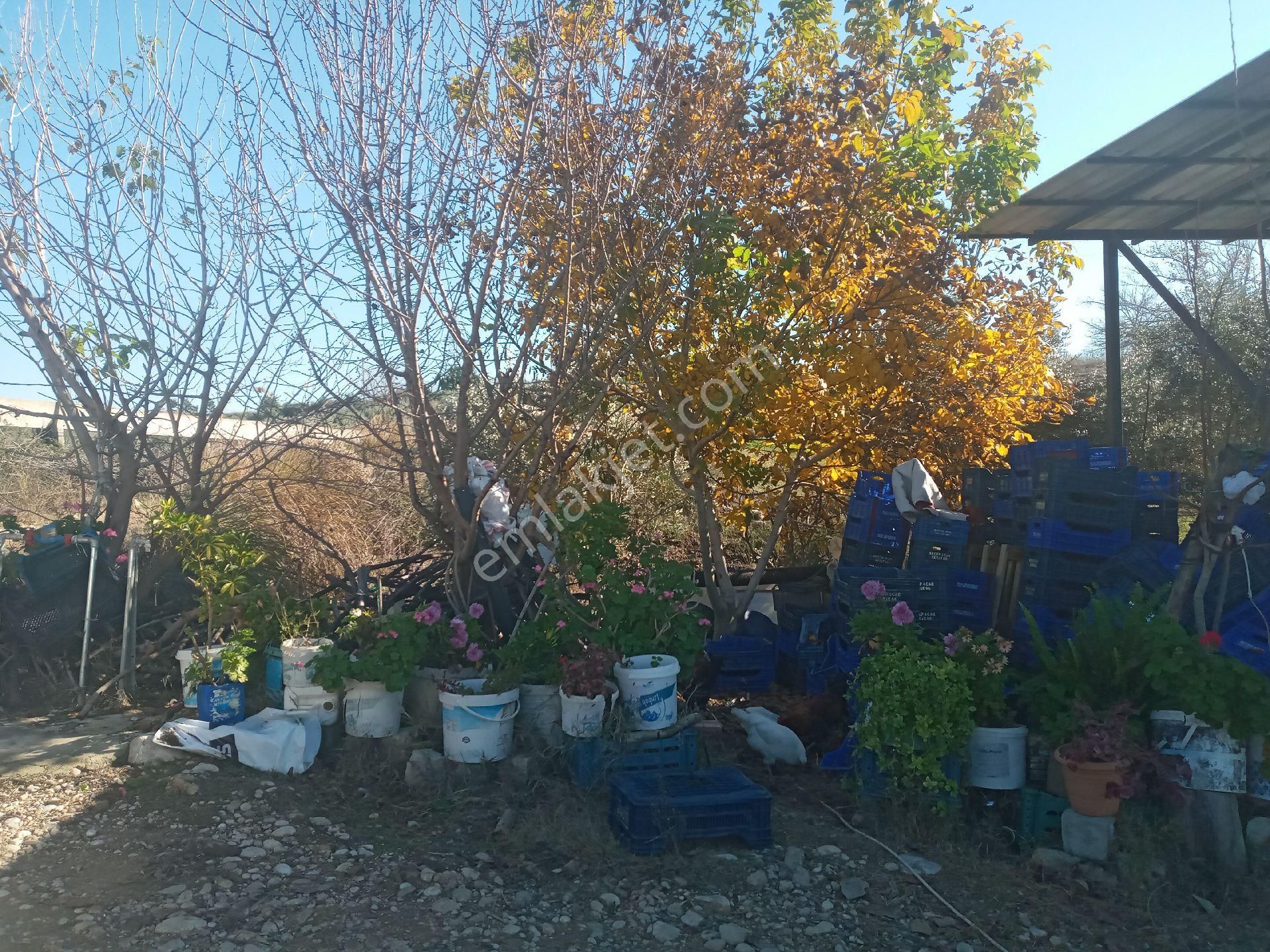 Antalya Manavgat Yavrudoğan Da Usanmaz Emlaktan Satılık Sera - Görsel 9