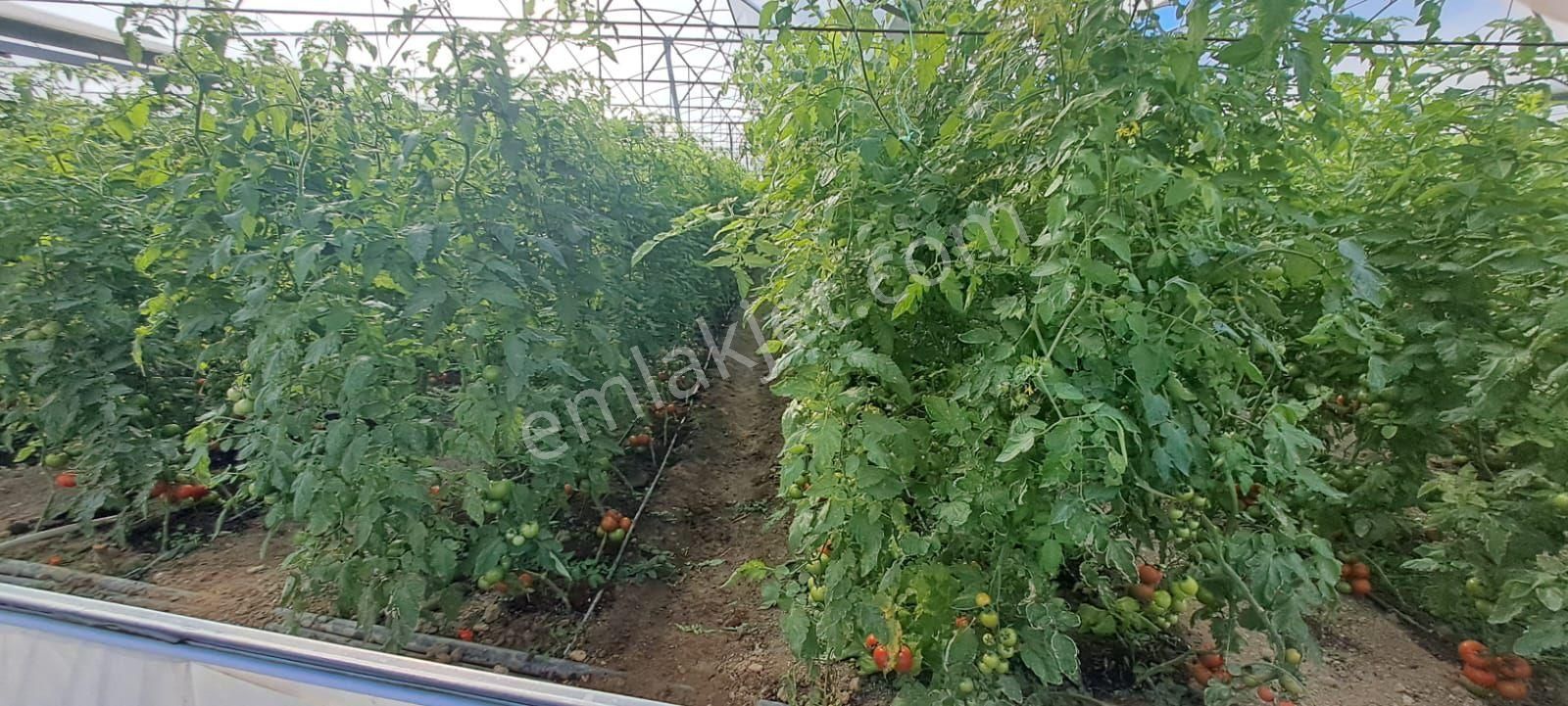 Antalya Manavgat Yavrudoğan Da Usanmaz Emlaktan Satılık Sera - Görsel 18