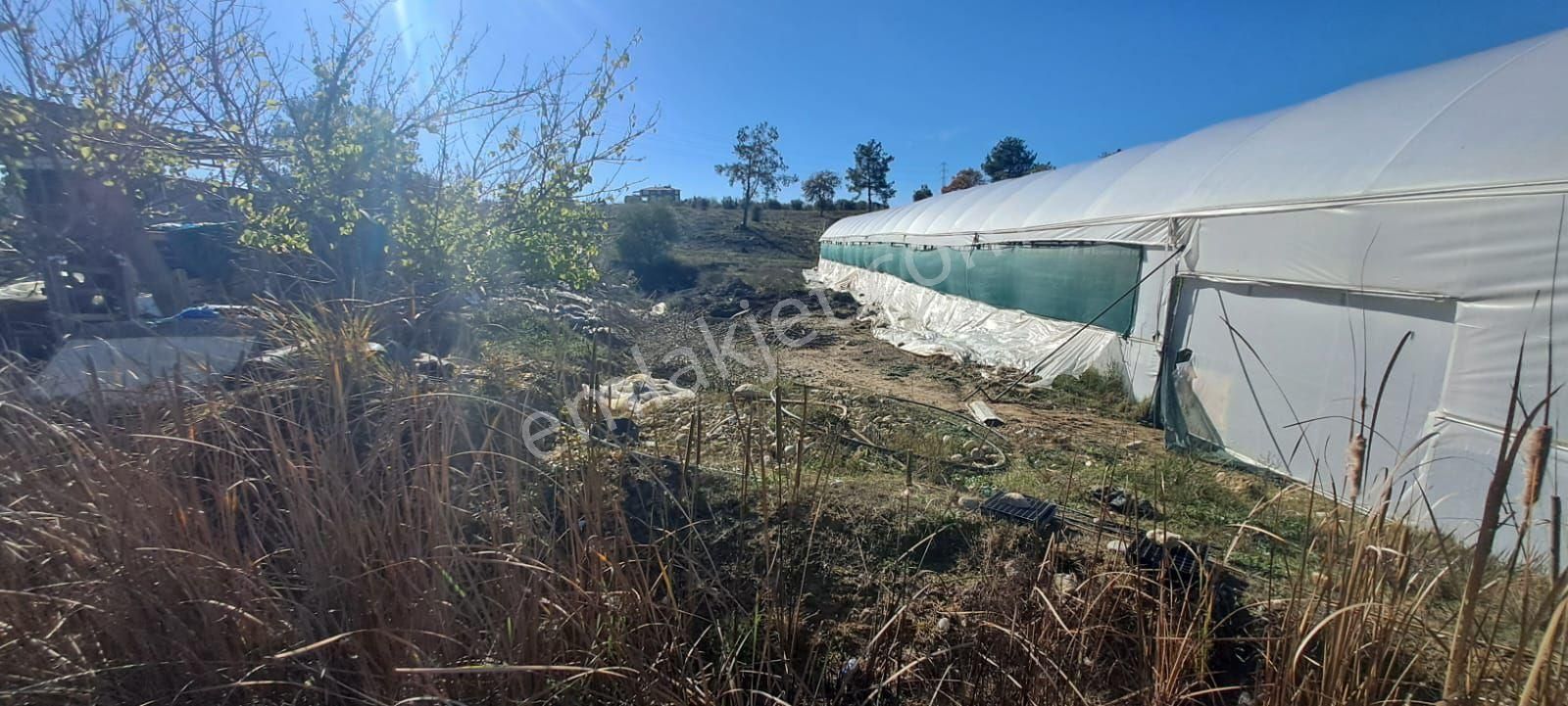 Antalya Manavgat Yavrudoğan Da Usanmaz Emlaktan Satılık Sera - Görsel 4