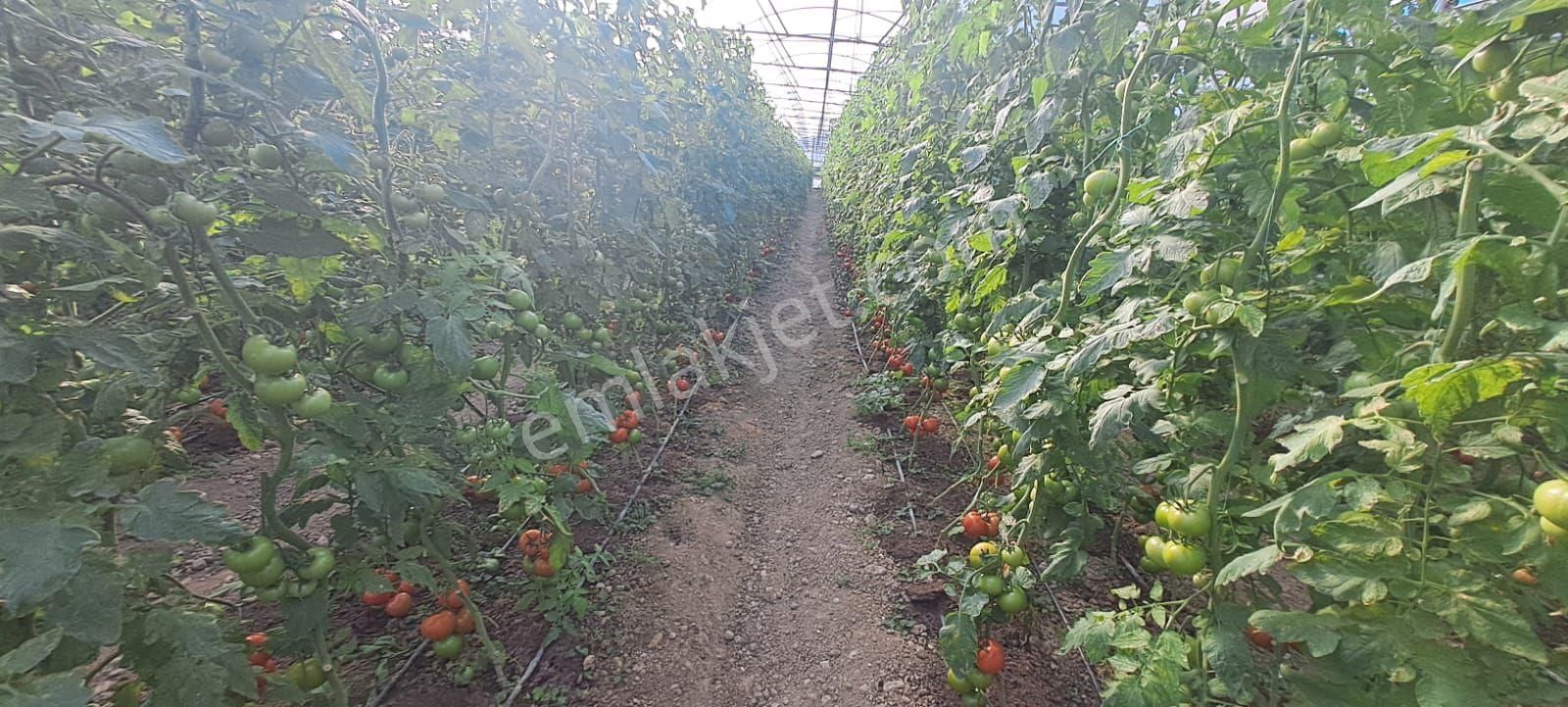 Antalya Manavgat Yavrudoğan Da Usanmaz Emlaktan Satılık Sera - Görsel 24