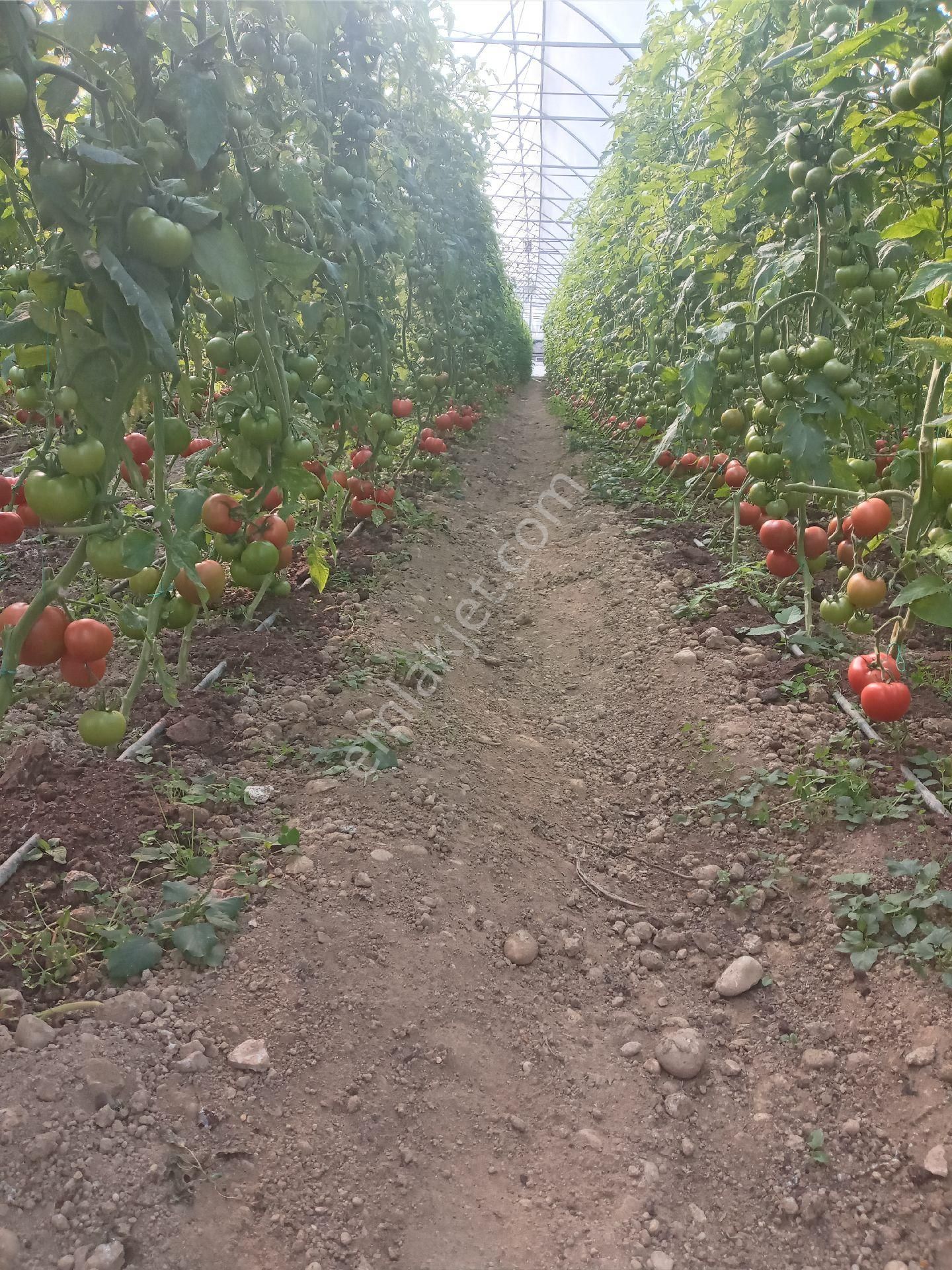 Antalya Manavgat Yavrudoğan Da Usanmaz Emlaktan Satılık Sera - Görsel 8