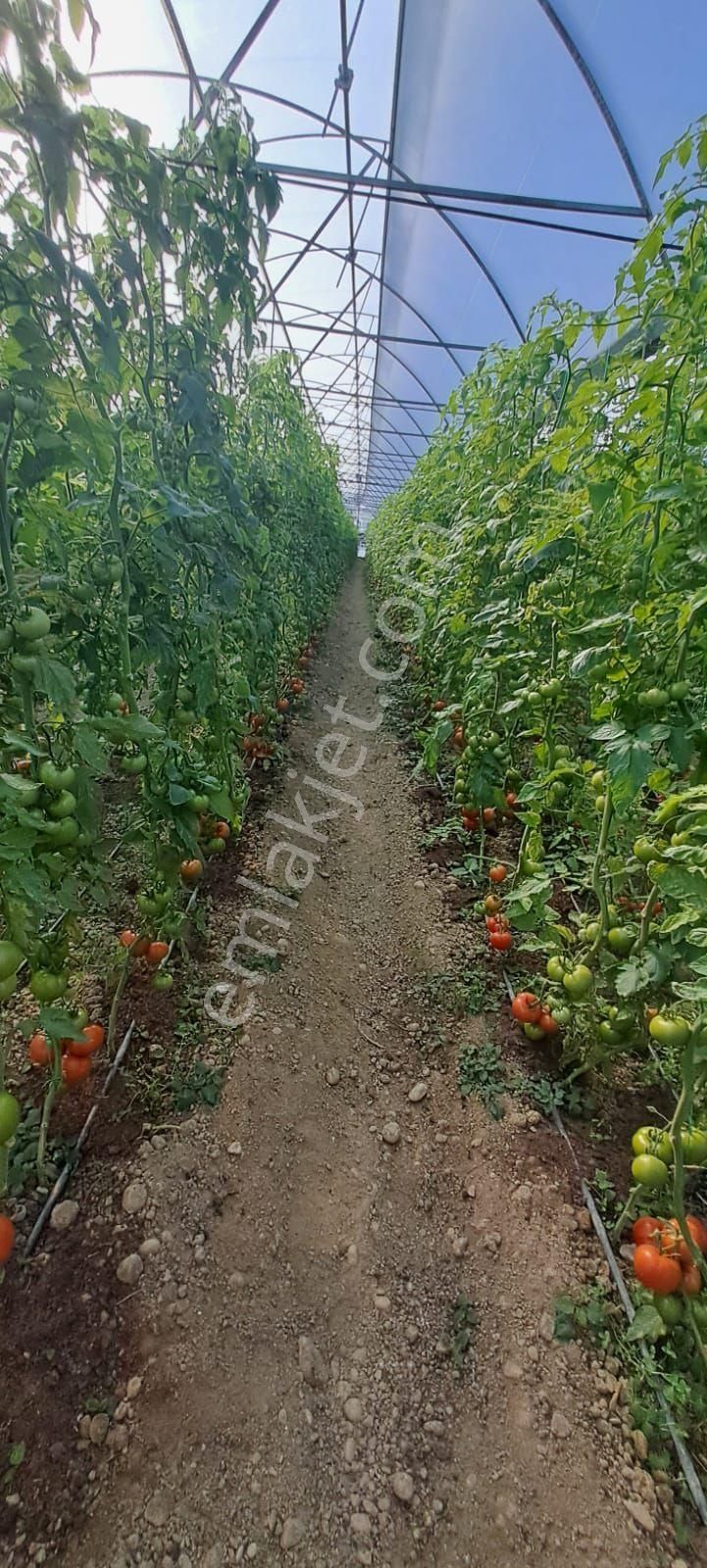 Antalya Manavgat Yavrudoğan Da Usanmaz Emlaktan Satılık Sera - Görsel 25