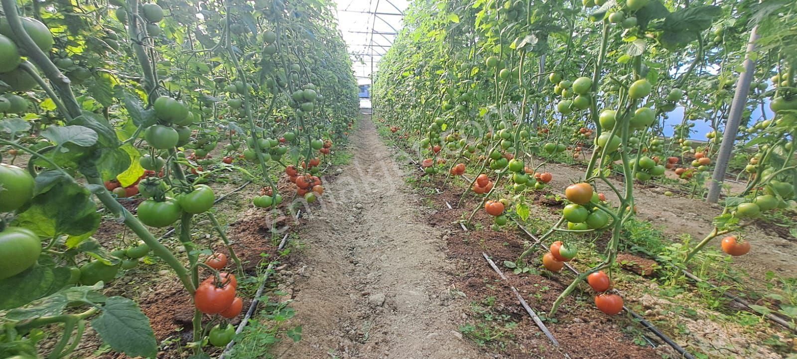 Antalya Manavgat Yavrudoğan Da Usanmaz Emlaktan Satılık Sera - Görsel 7